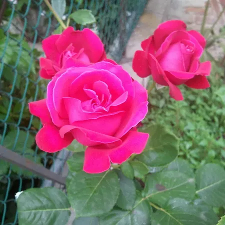 Ca' Rosa